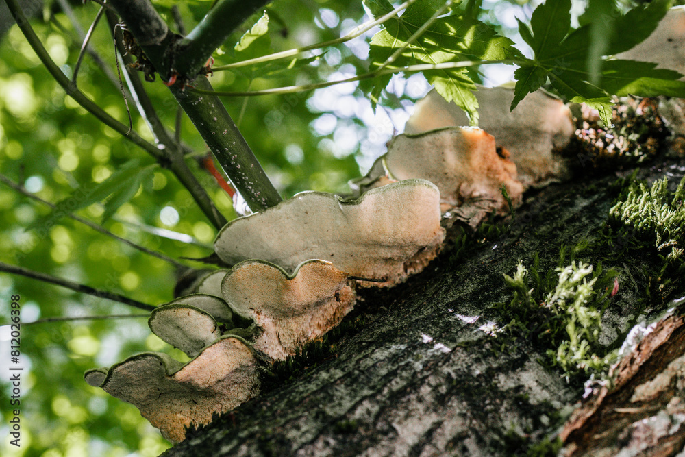 Turkey tail mushrooms growing on a tree branch Turkey tail mushrooms growing on a tree branch