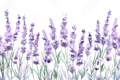 lavender flowers isolated on white transparent background