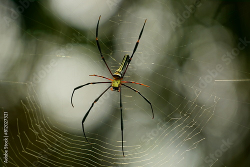 Close-up of Nephilidae spiders
