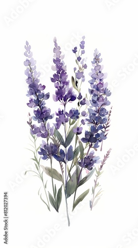 Watercolor Painting of Purple Lavender Flowers 