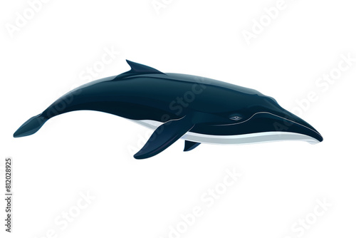 dolphin isolated on white transparent background