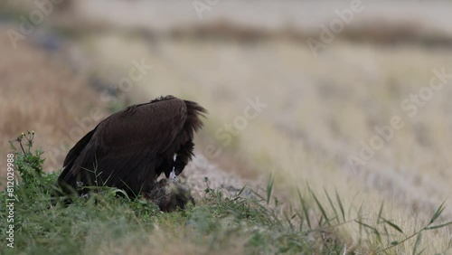 Cinereous vulture or Eurasian black vulture (Aegypius monachus) is a large raptor in the family Accipitridae and distributed through much of temperate Eurasia.  photo