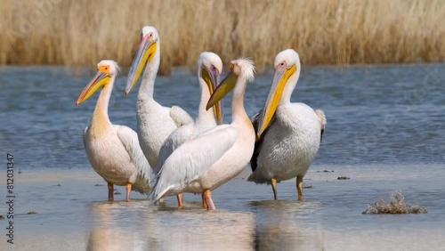 Wildlife - Birds. The great white pelican (Pelecanus onocrotalus) lives and nests in colonies in fish-rich fresh lagoons, marshes and shallow sea coasts. They usually feed on fish and amphibians.