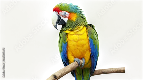 Fototapeta na wymiar Exclusive photo of colorful African parrot Macaw on transparent background
