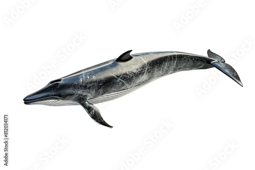 dolphin isolated on white transparent background