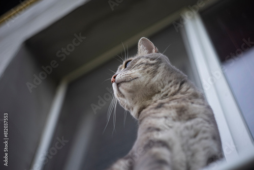 cat in the window