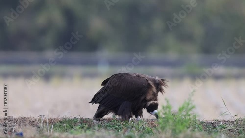 Cinereous vulture or Eurasian black vulture (Aegypius monachus) is a large raptor in the family Accipitridae and distributed through much of temperate Eurasia.  photo