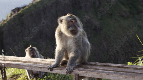 Konstfotografi japanese macaque sitting on the ground