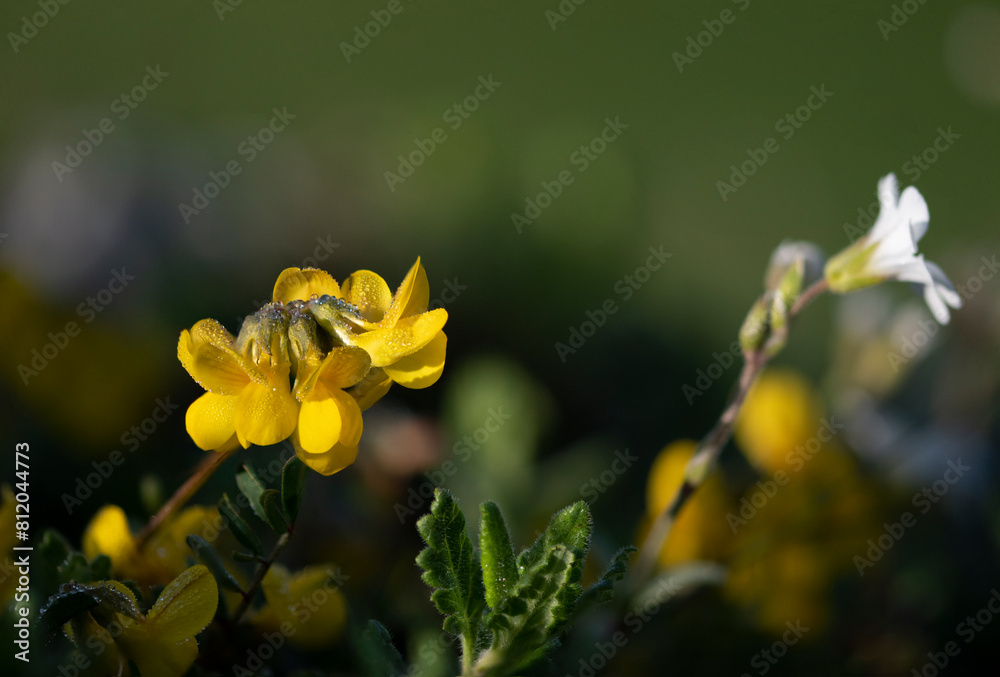 Fototapeta premium Morning waterdrops on a beautiful yellow flower