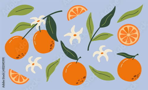 Set of hand drawn oranges fruits with leaves, branches and flowers. Vector modern botanical illustration. Set of citrus.