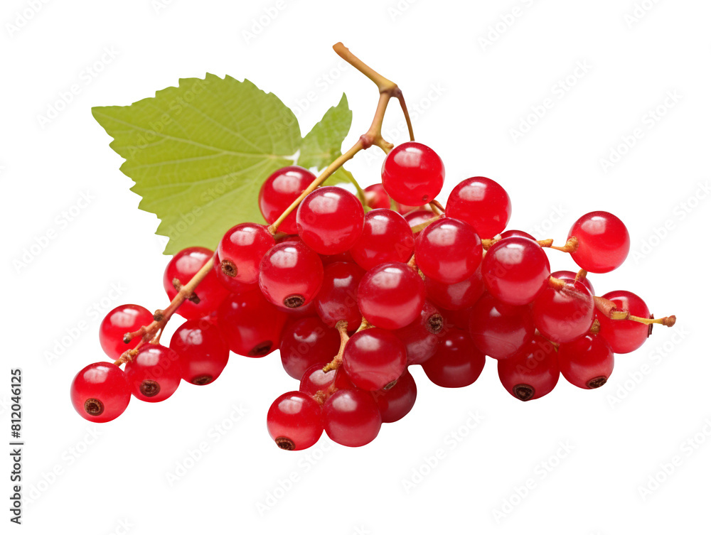 red currant isolated on transparent background