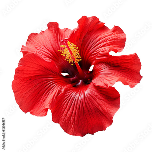 Red hibiscus flower isolated on transparent background © roy9