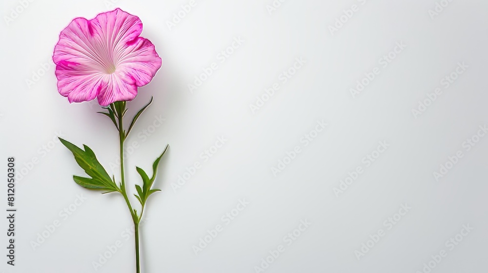 Pink flower on white background.