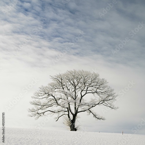 Imagina una imagen minimalista donde la simplicidad es la clave. En el centro de la escena, un único árbol desnudo se alza en un paisaje blanco y sereno, sin ningún otro elemento a la vista. El cielo 