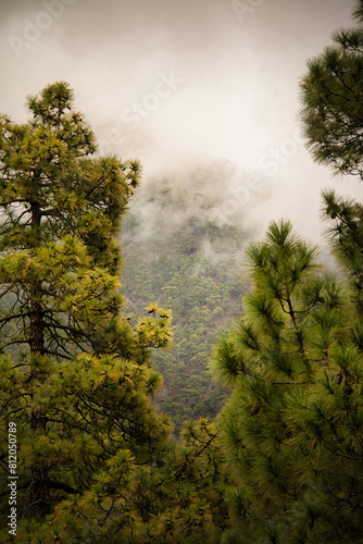 A dense pine forest  with mountains covered in vegetation and shrouded in clouds  creating a dreamy and mysterious landscape.