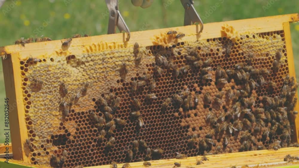 ruche d'abeilles