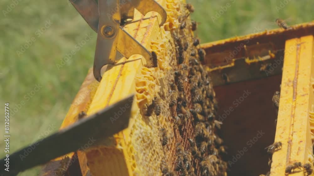 une ruche de très proche 