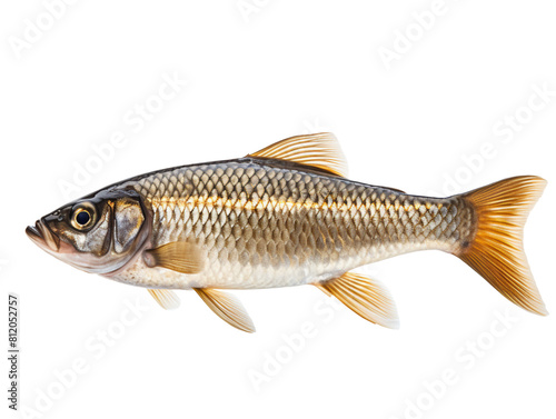Roach fish isolated on transparent background