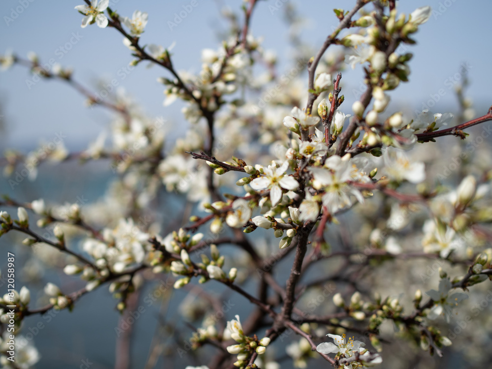 Spring day in a blooming garden by the sea. Spring day in a blooming garden by the sea.