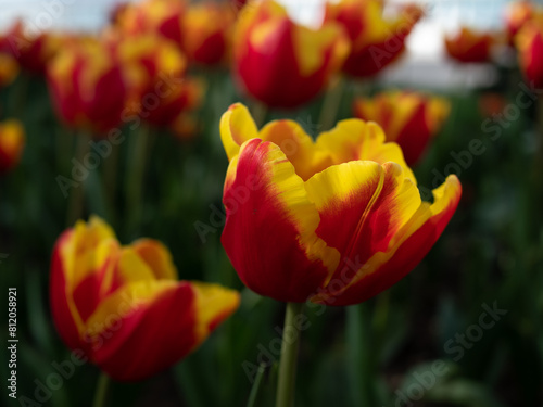 Beautiful flowers and spring day.