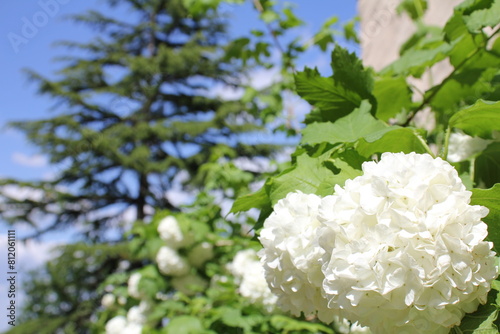 weisse blüte photo