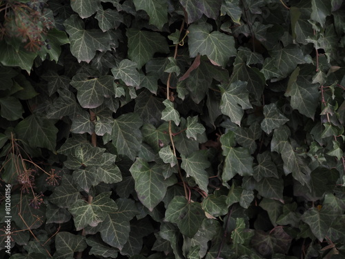 Spring day and bright green hedge. Background. . © vladorlov