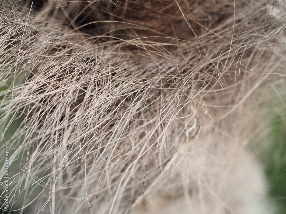 The trunk of an old palm tree in the garden. The trunk of an old palm tree in the garden.