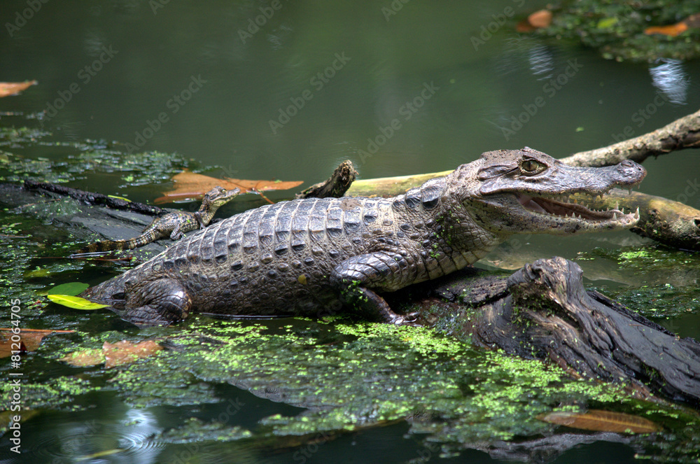 Adult of Spectacled Caiman (Caiman crocodilus) in the water of a lagoon (wetland) in the rainforest of Costa Rica, with its calf Adult of Spectacled Caiman (Caiman crocodilus) in the water of a lagoon (wetland) in the rainforest of Costa Rica, with its calf
