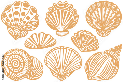 Set of sea shells, algae and starfish. Vector illustration isolated