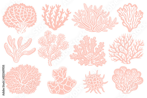 Set of sea shells, algae and starfish. Vector illustration isolated