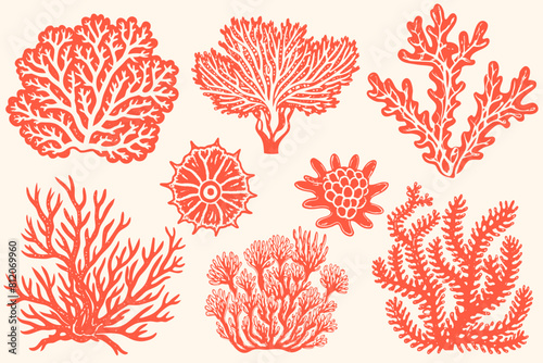 Set of sea shells, algae and starfish. Vector illustration isolated