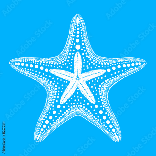 Set of sea shells  algae and starfish. Vector illustration isolated