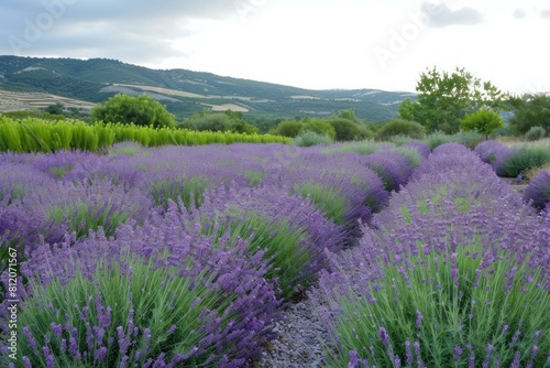 Vibrant Abbey lavender field. Nature countryside. Generate Ai