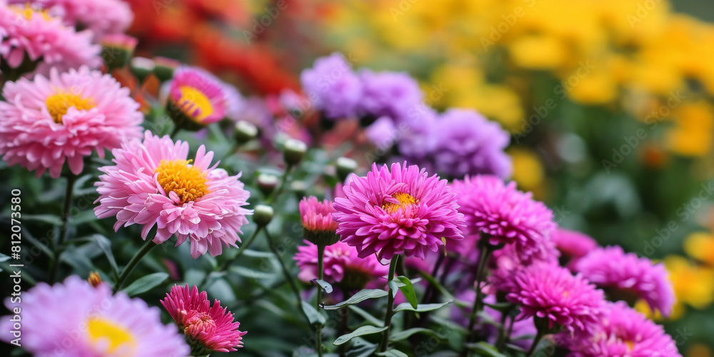 Vibrant Garden of Autumn Chrysanthemums Vibrant Garden of Autumn Chrysanthemums