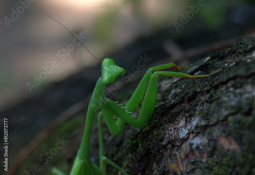 Green Mantid (Order Mantodea) in the rainforest of Costa Rica