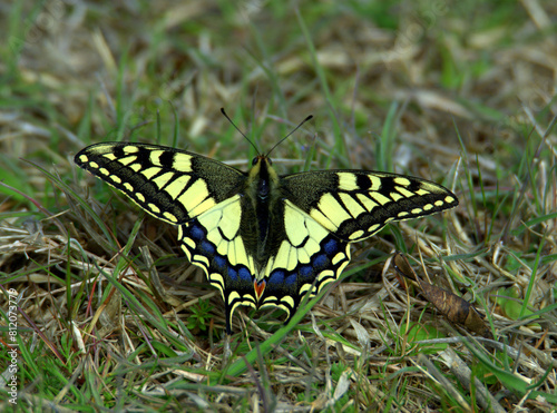 Beautiful Old World Swallowtail (Papilio machaon), Spain