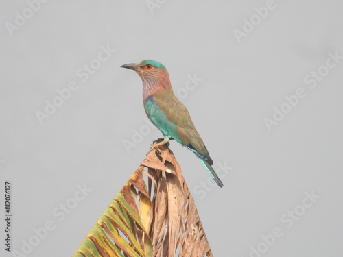 Indian Roller sitting on the tree