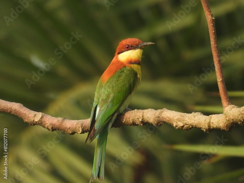Chestnut-headed bee-eater
