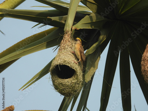 Baya weaver nest with bird