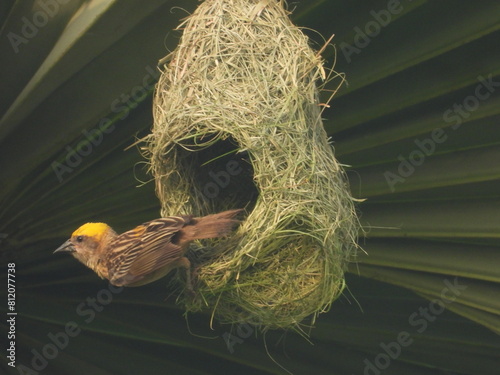 bird in nest