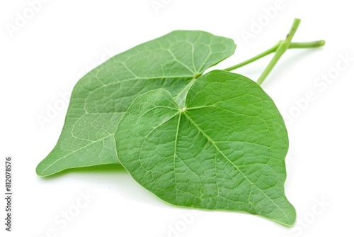 Fresh Green Guduchi Leaf and Stem. Macro Closeup of Medicinal Ayurvedic Herb Tinospora Cordifolia photo