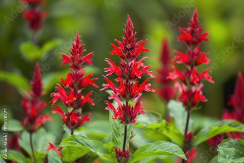 Pineapple Sage Plant with Beautiful Red Flowers - Ideal for Autumn Garden Improvement