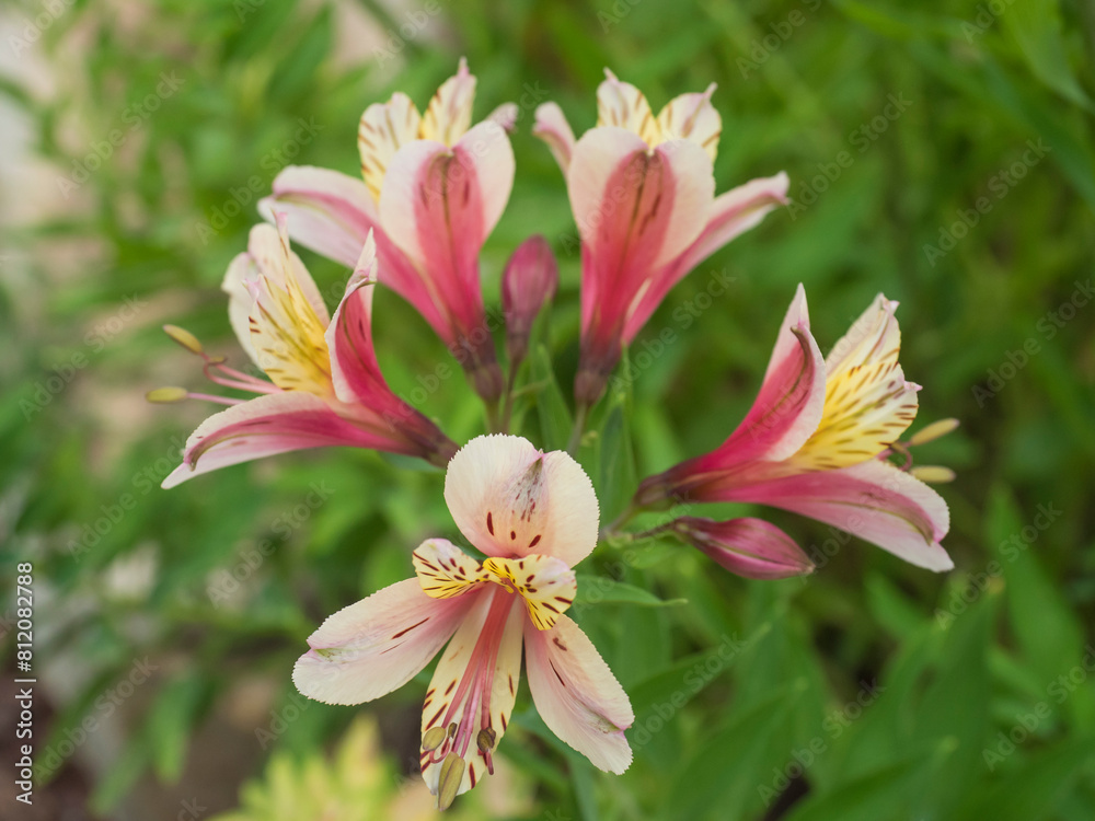 A close up of Alstroemeria Majestic Layon or Peruvian lily and lily of the Incas flower. Selective focus, green garden background