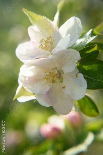 Flores en rama de manzano en campo de Asturias