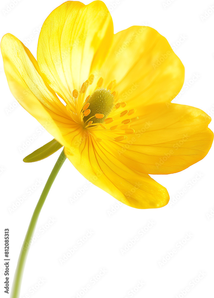 A bright yellow buttercup flower, close-up against a white background. A bright yellow buttercup flower, close-up against a white background.