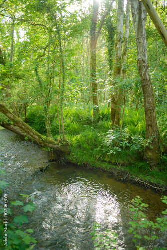 Arroyo en bosque de Asturias
