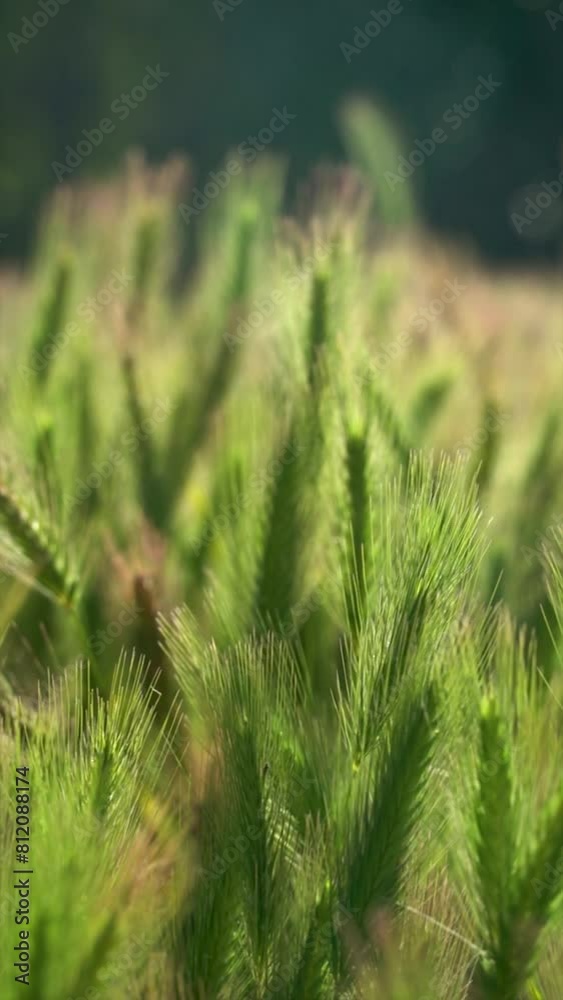 Slow motion. Green spikes moving gently at sunset, outdoors Slow motion. Green spikes moving gently at sunset, outdoors