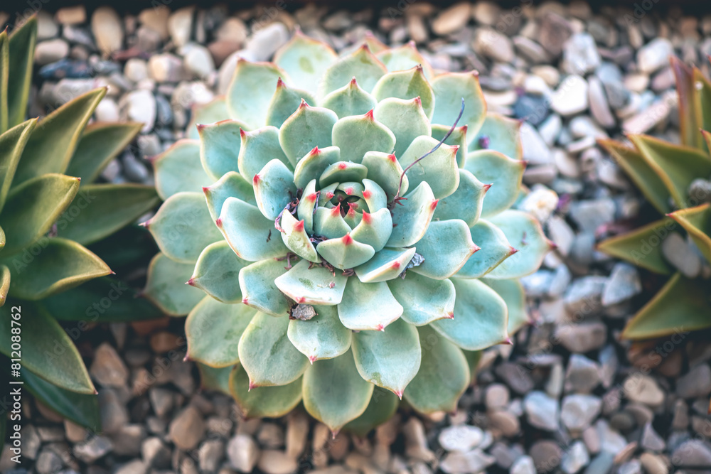natural background. Top view of the succulent natural background. Top view of the succulent