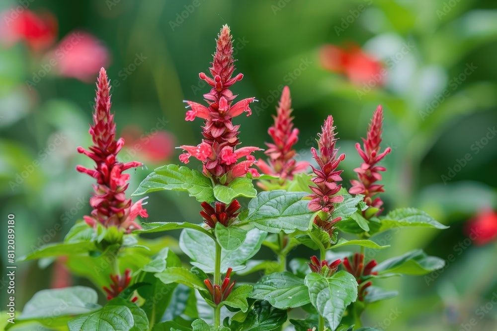 Pineapple Sage Plant with Beautiful Red Flowers. Fine Image of Garden Improvement with Autumn Herb Pineapple Sage Plant with Beautiful Red Flowers. Fine Image of Garden Improvement with Autumn Herb