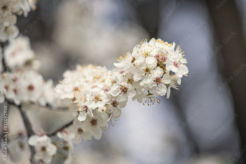 From the delicate petals to the intricate details of the stamen, every aspect of the blossoming tree is a testament to the beauty and resilience of nature. From the delicate petals to the intricate details of the stamen, every aspect of the blossoming tree is a testament to the beauty and resilience of nature.